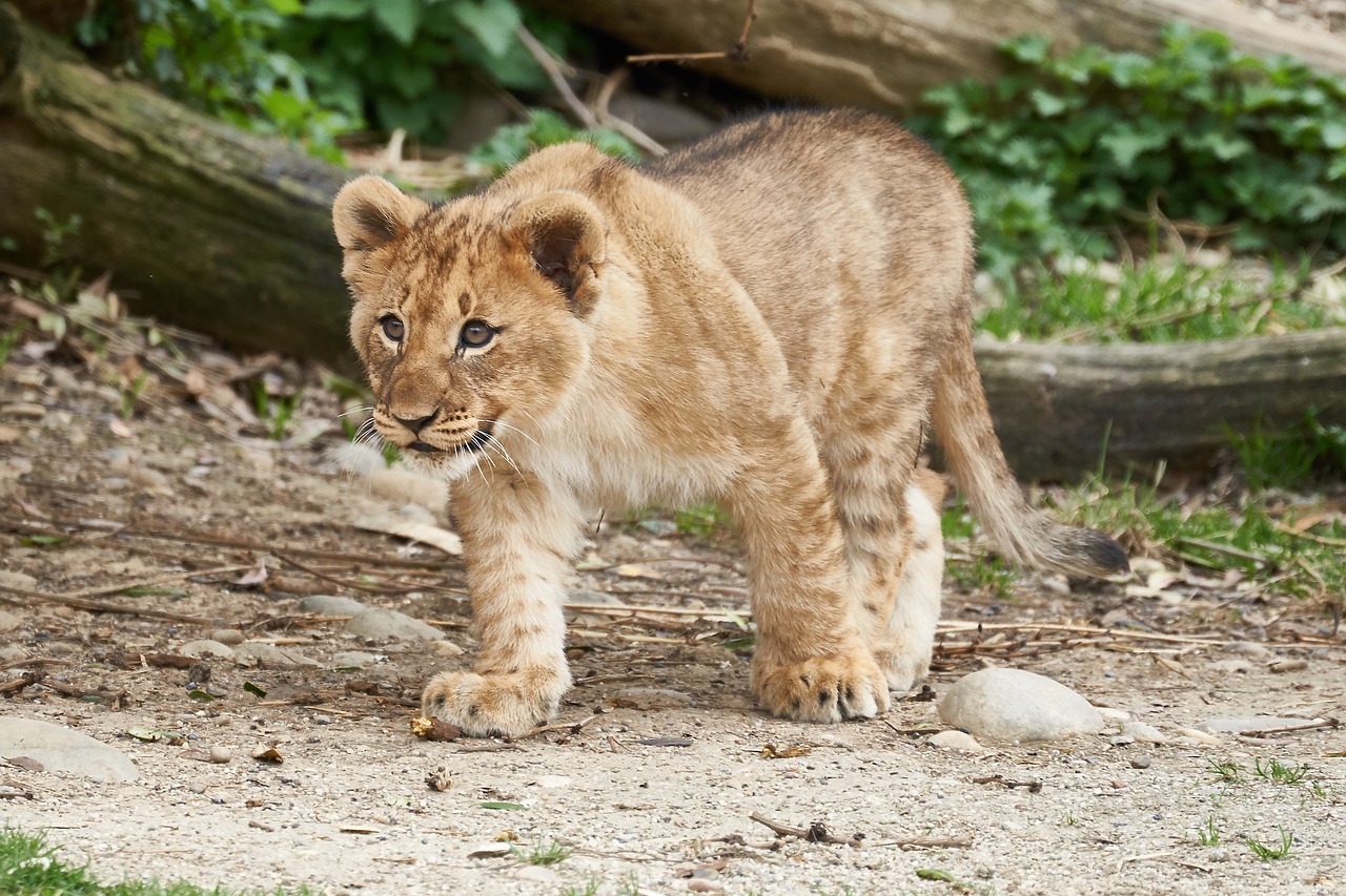 lion  young  puppies free photo