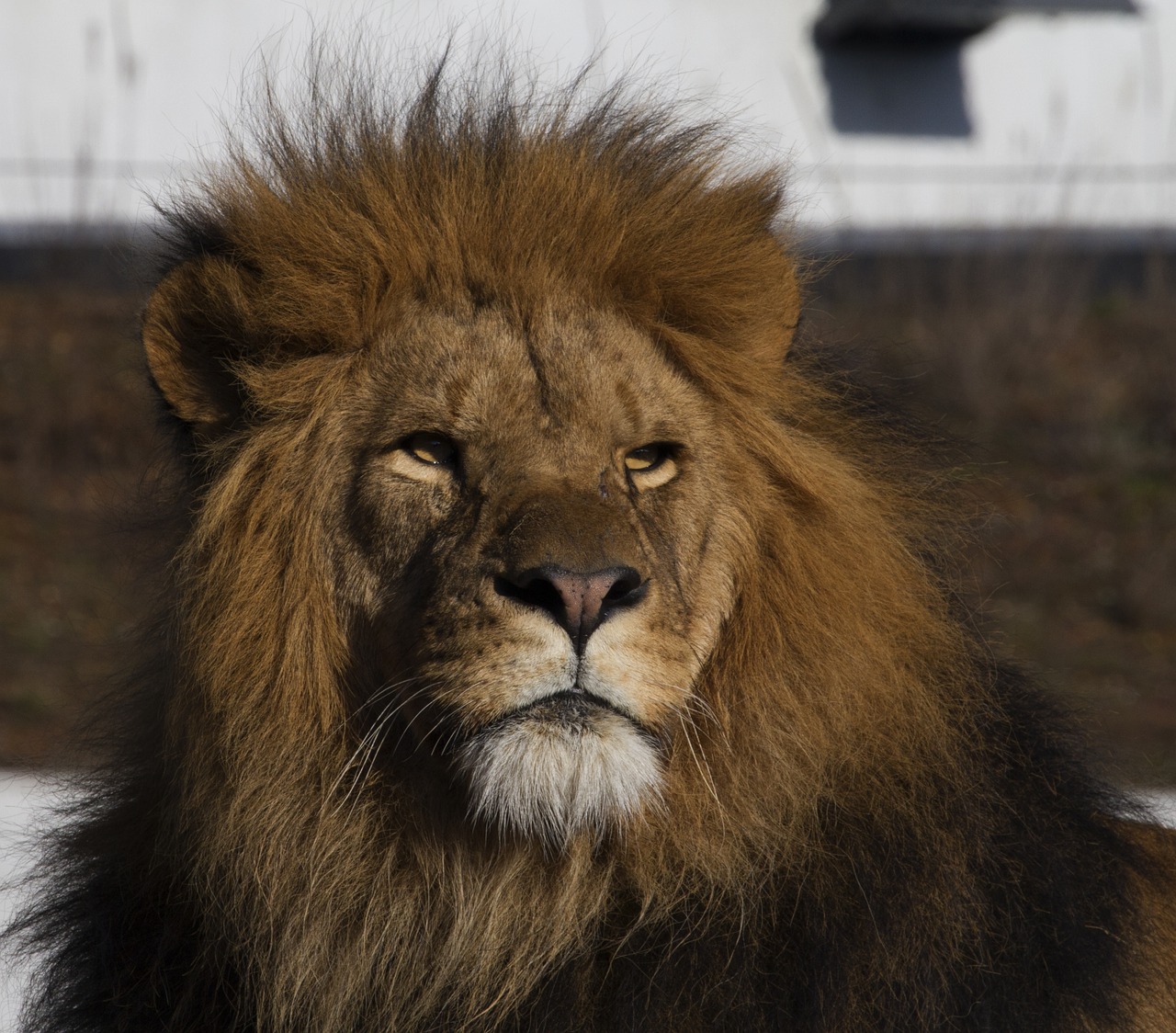 lion  cat  wildlife free photo