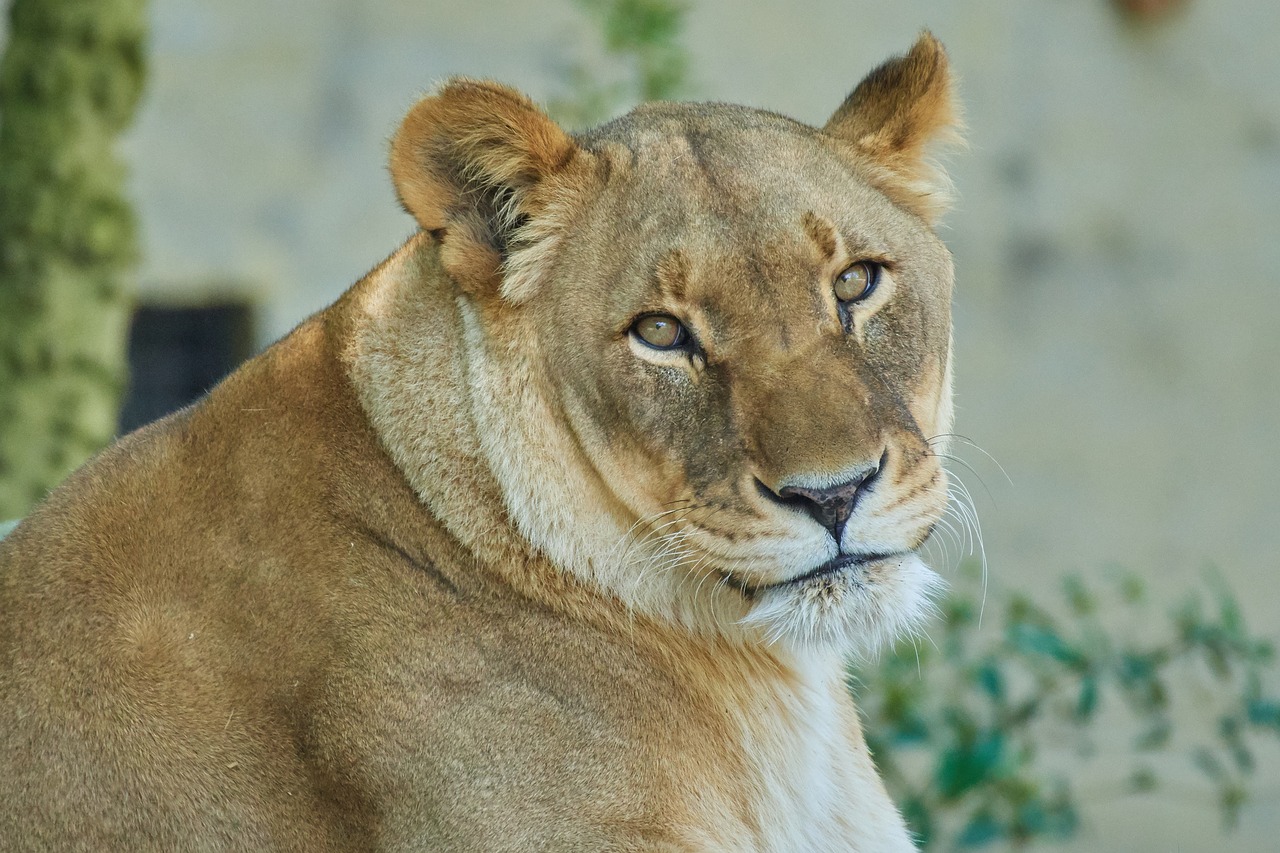 lion  animal world  cat free photo