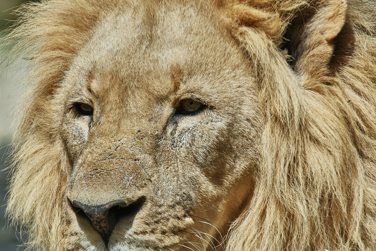 lion  king  mammal free photo
