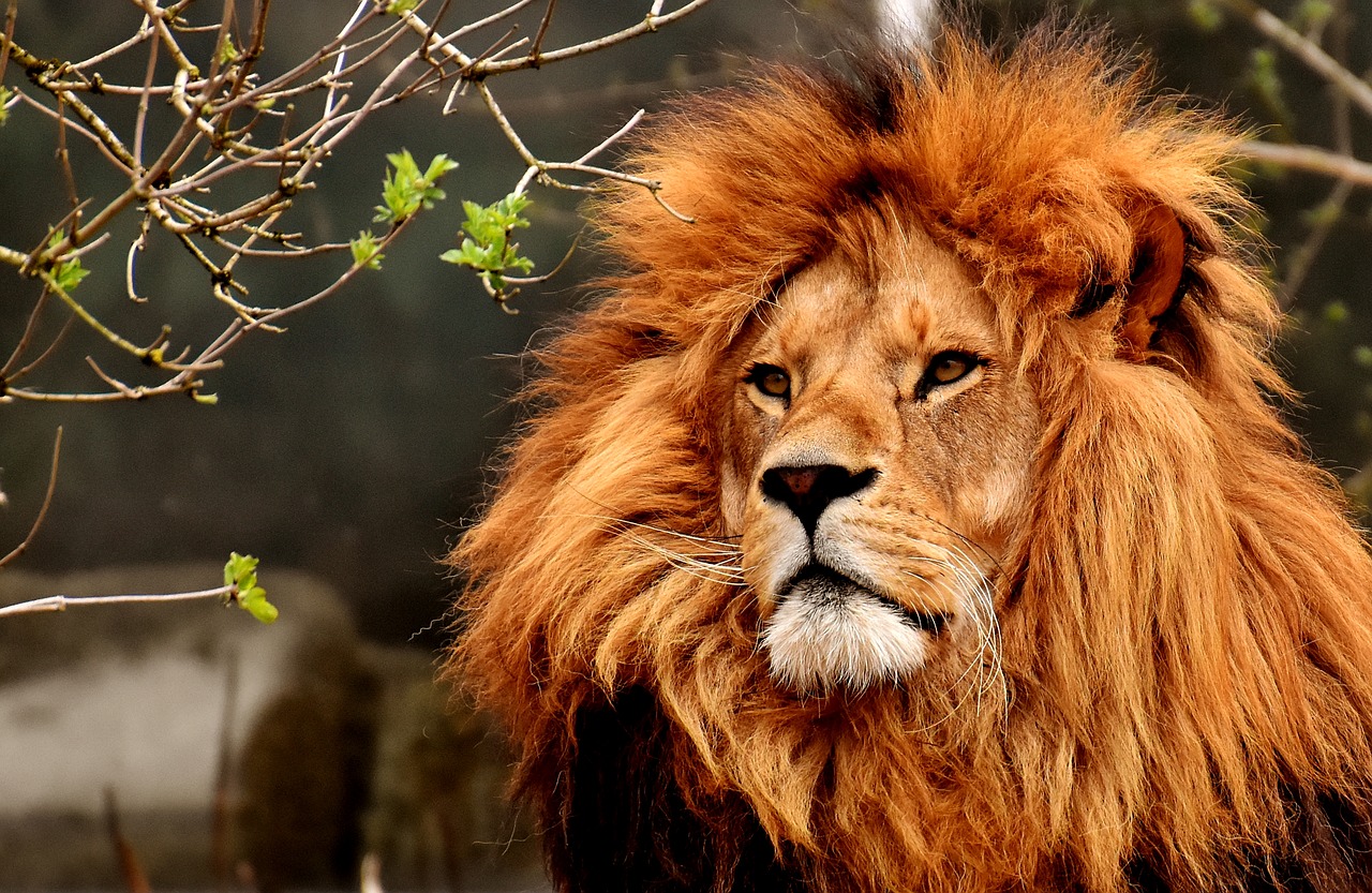 lion  predator  dangerous free photo