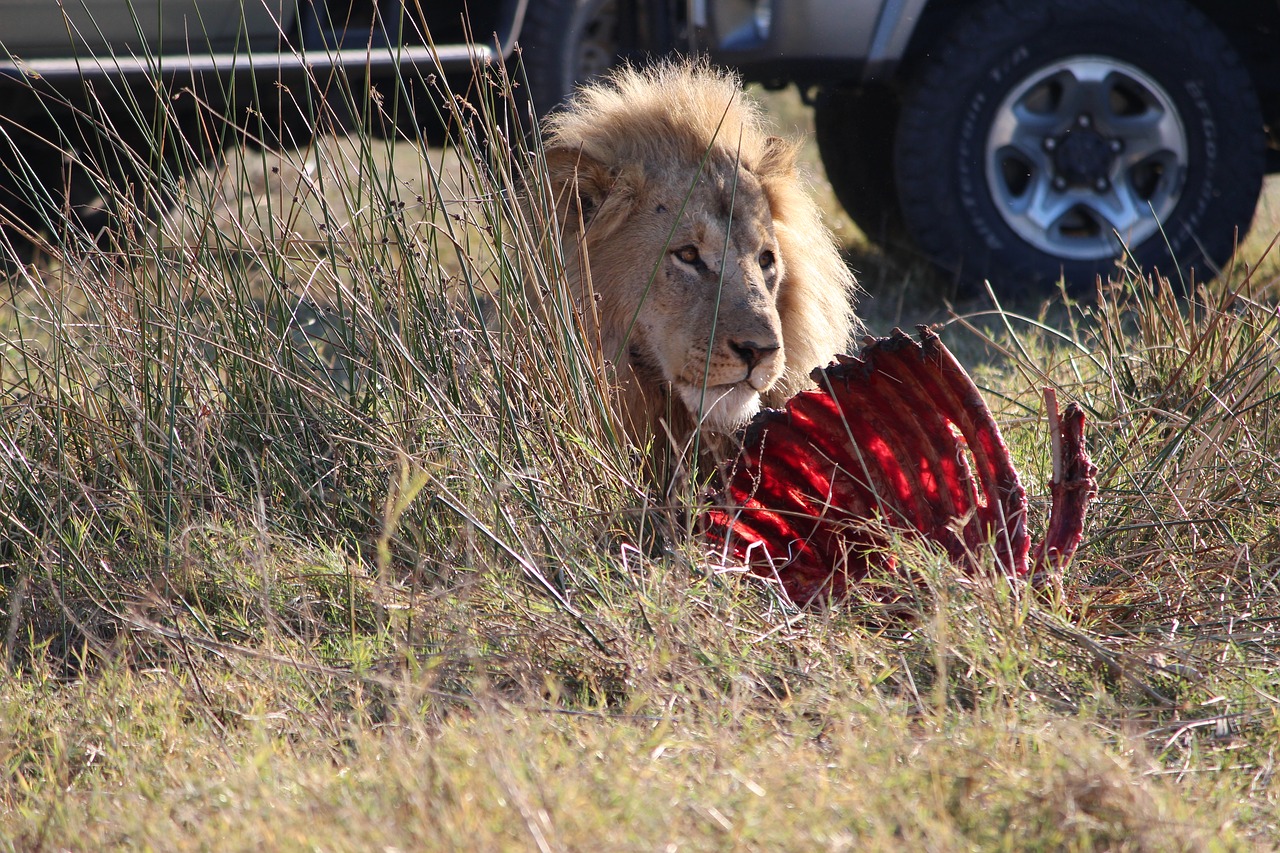 lion  kill  africa free photo