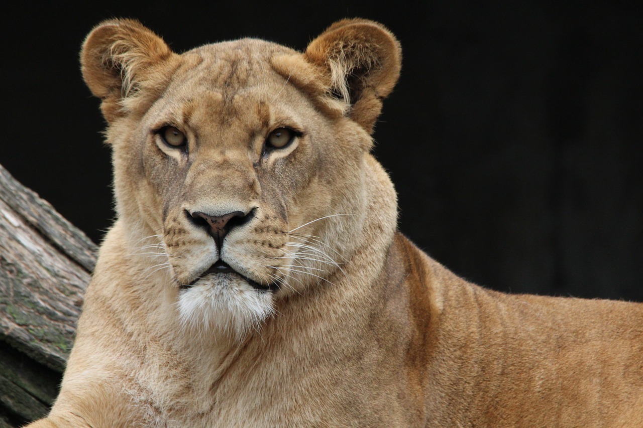 lion panthera leo lioness free photo