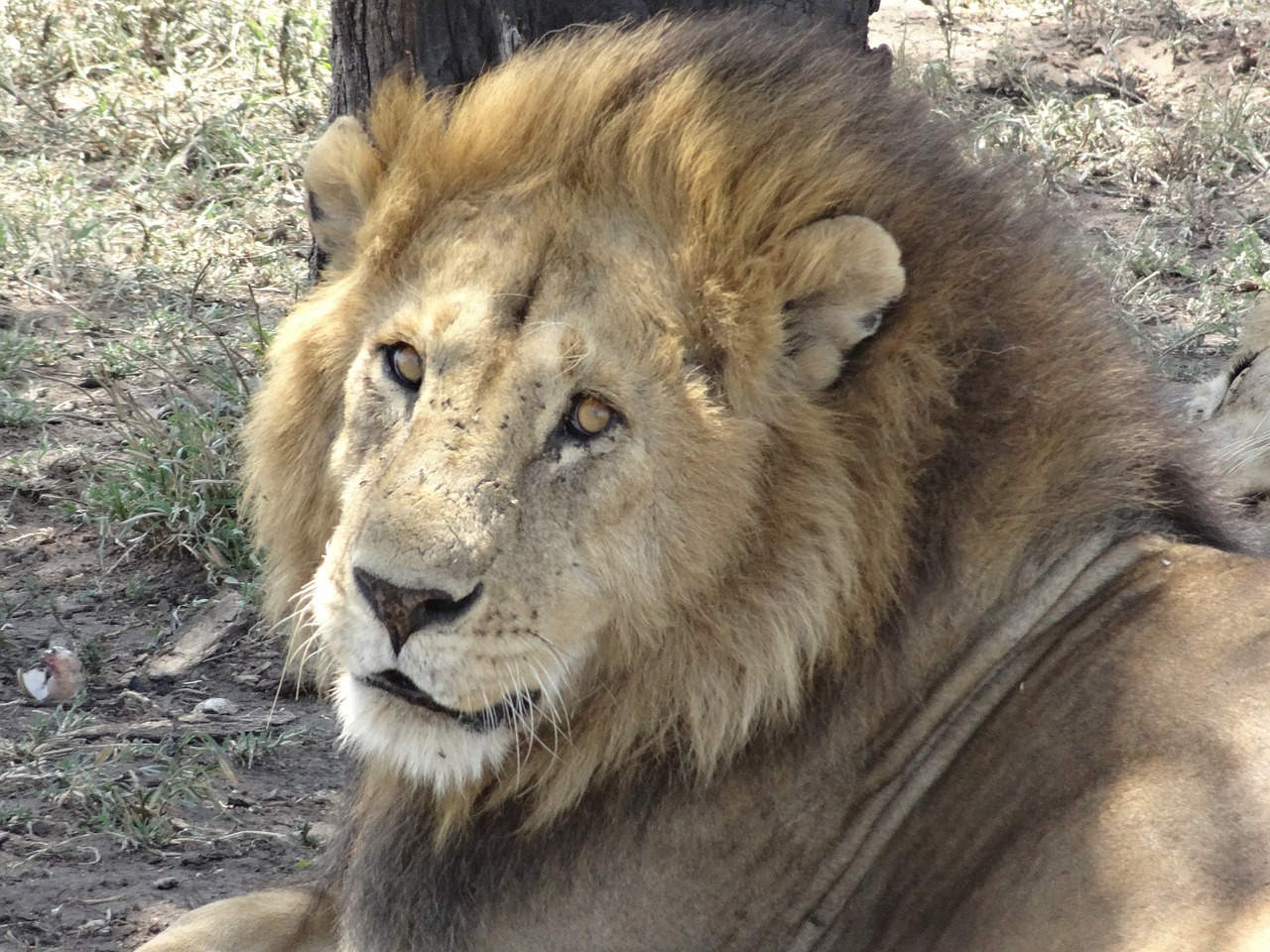 lion nap look free photo