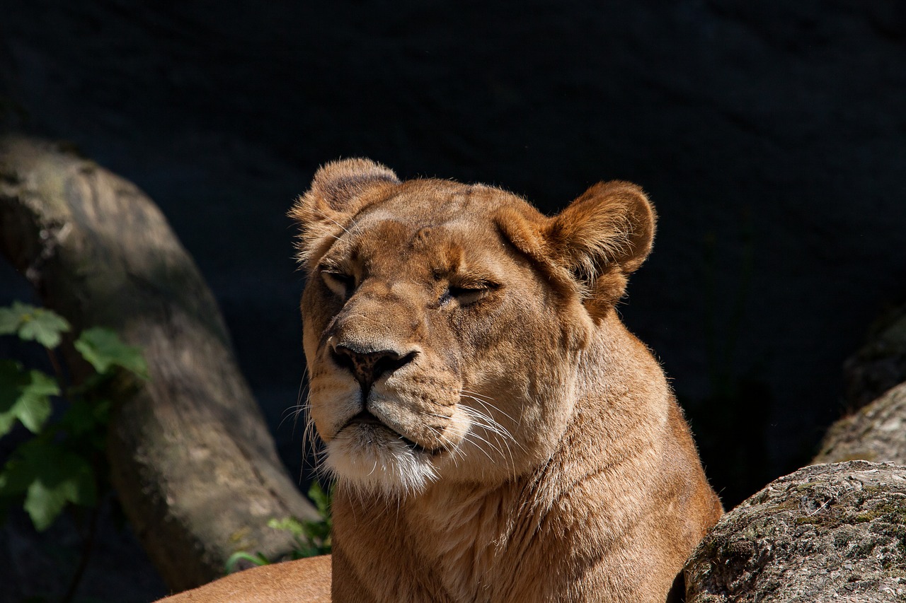 lion  lioness  predator free photo