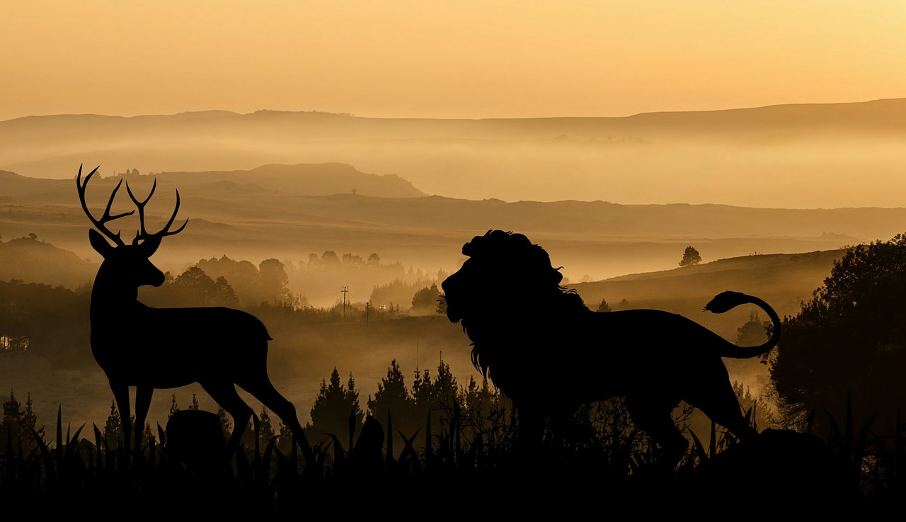 lion  deer  hunting free photo