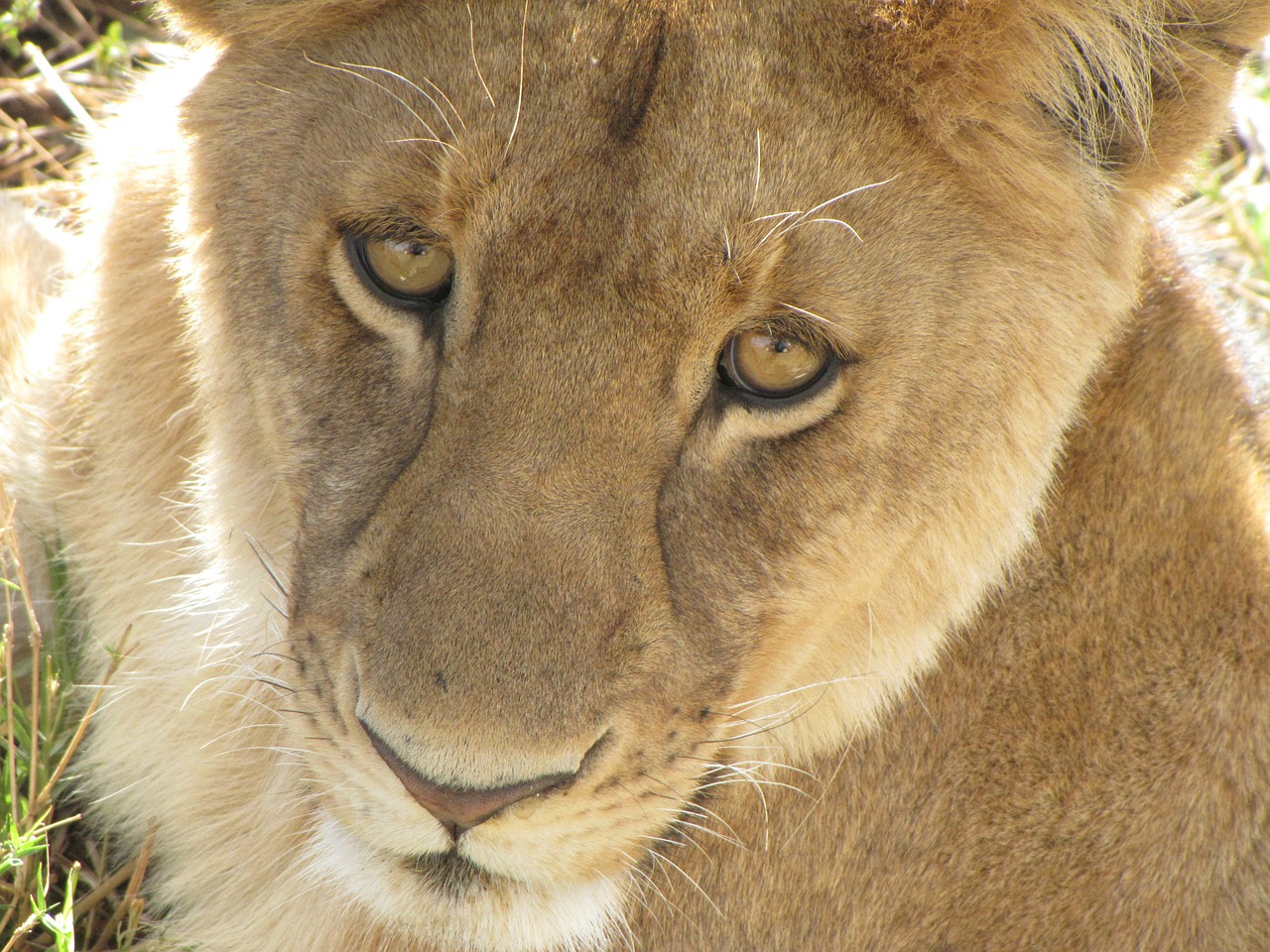 lion close up tanzania free photo