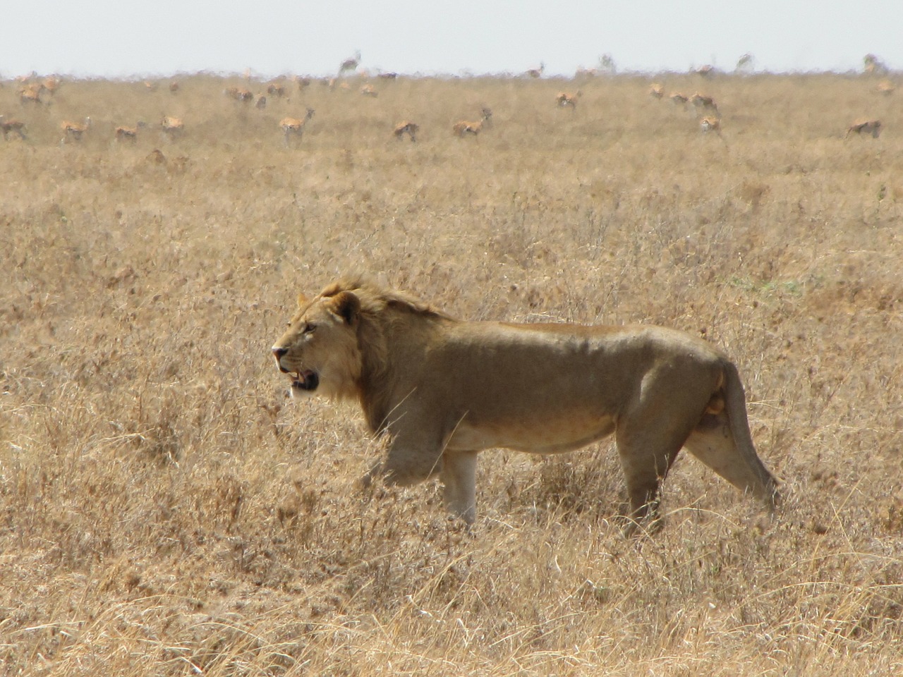 lion runs animals free photo