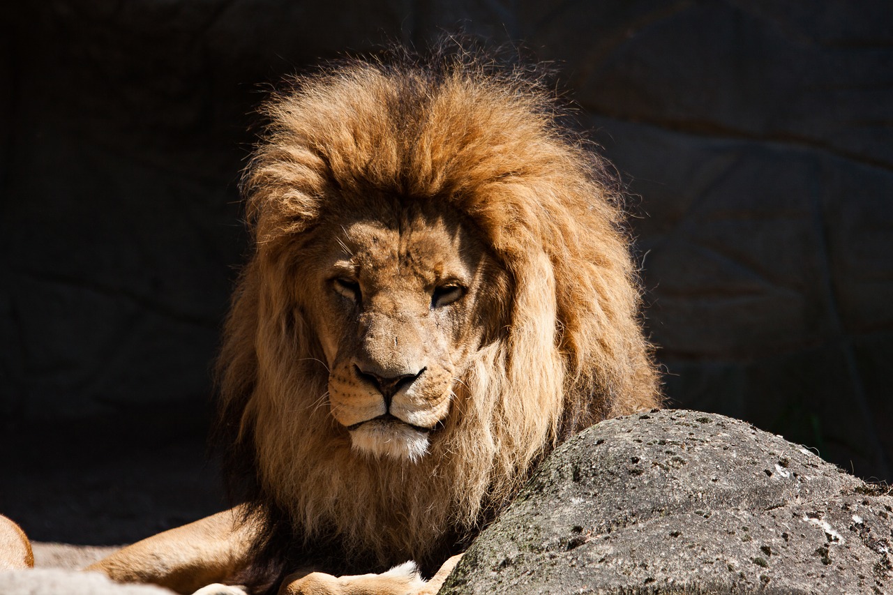 lion  predator  male free photo