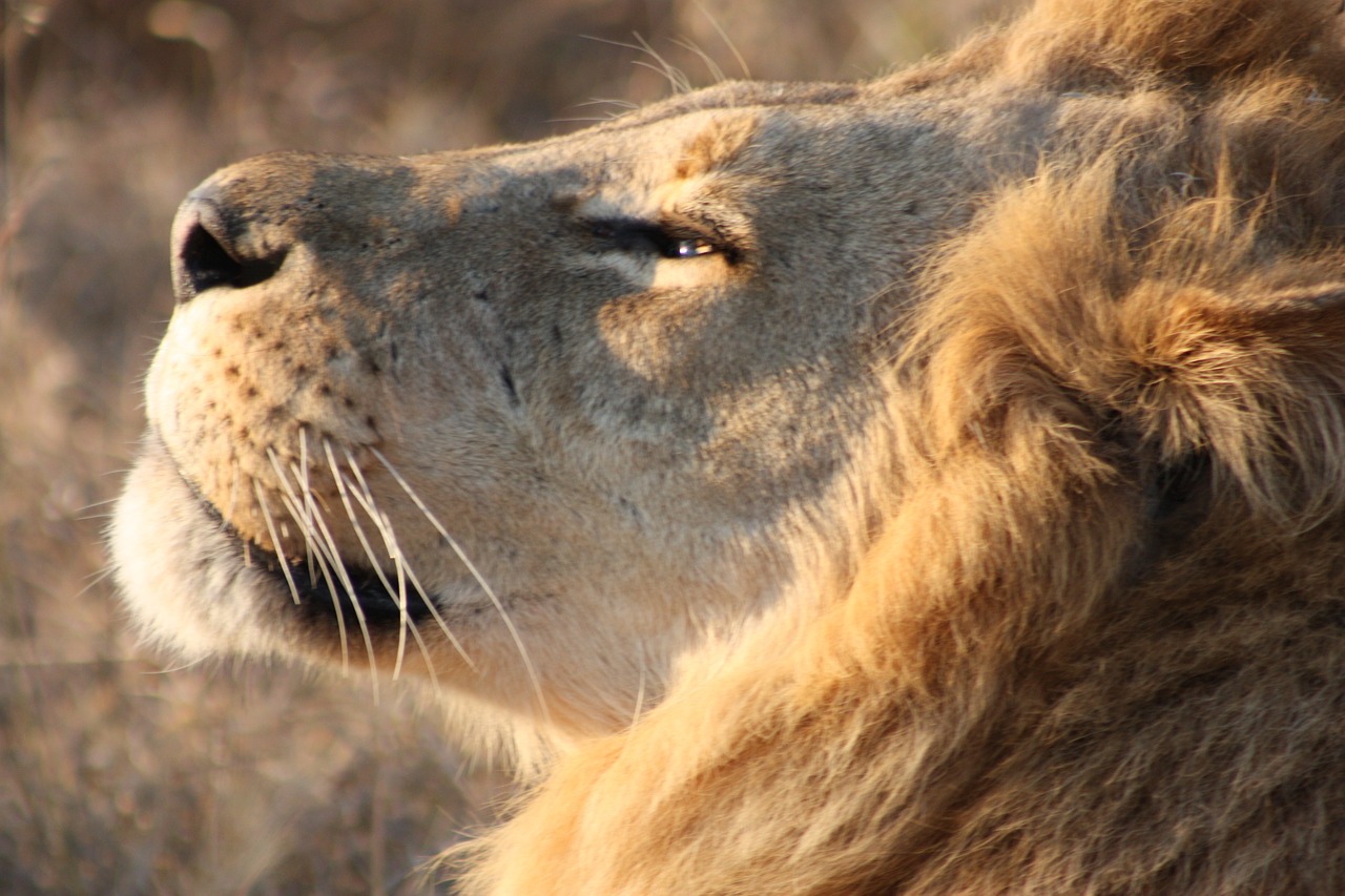 lion  africa  botswana free photo