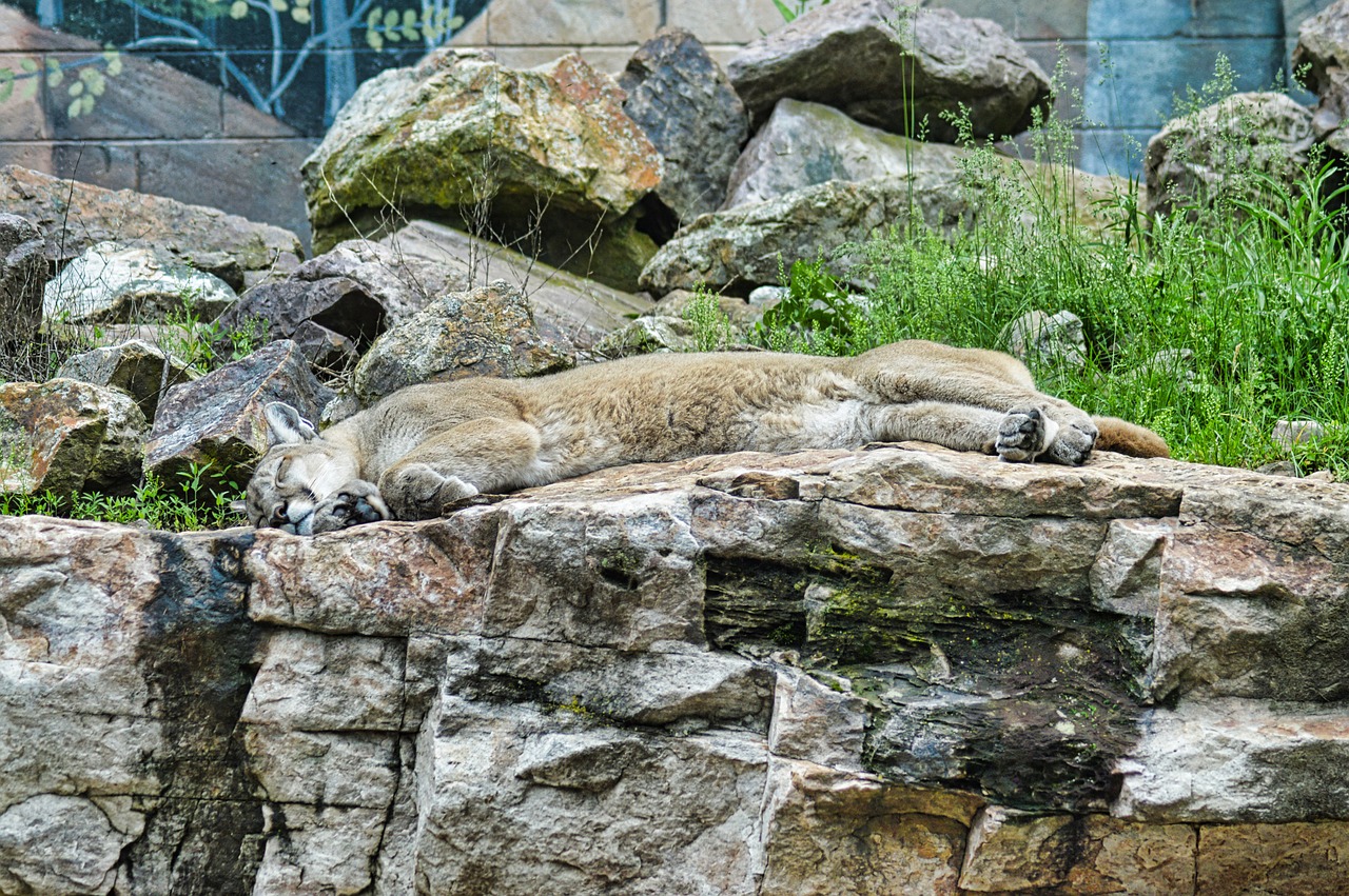 lion  puma  wildlife free photo