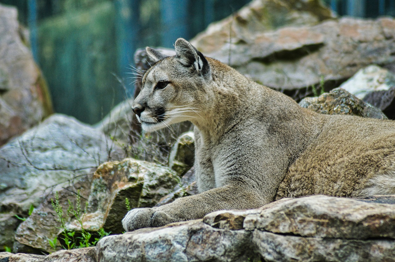 lion  puma  wildlife free photo