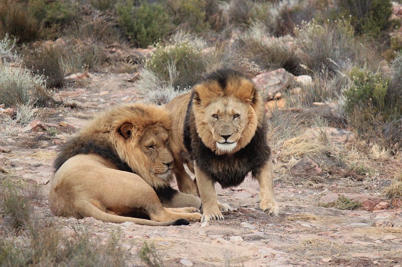 lion  lions  safari free photo