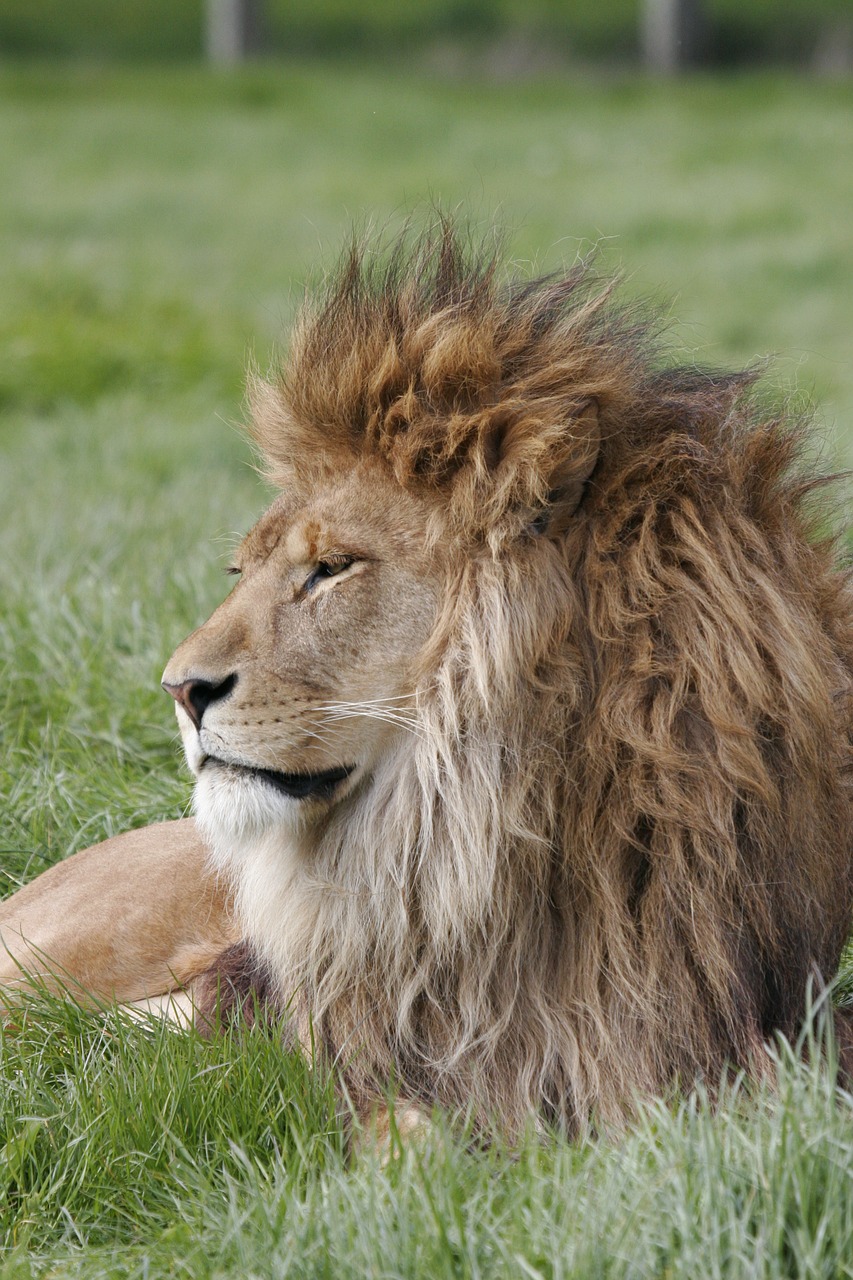 lion  mane  predator free photo