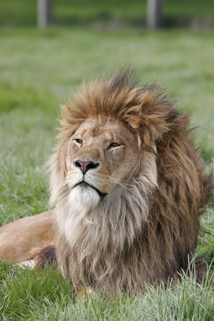 lion  africa  animal free photo