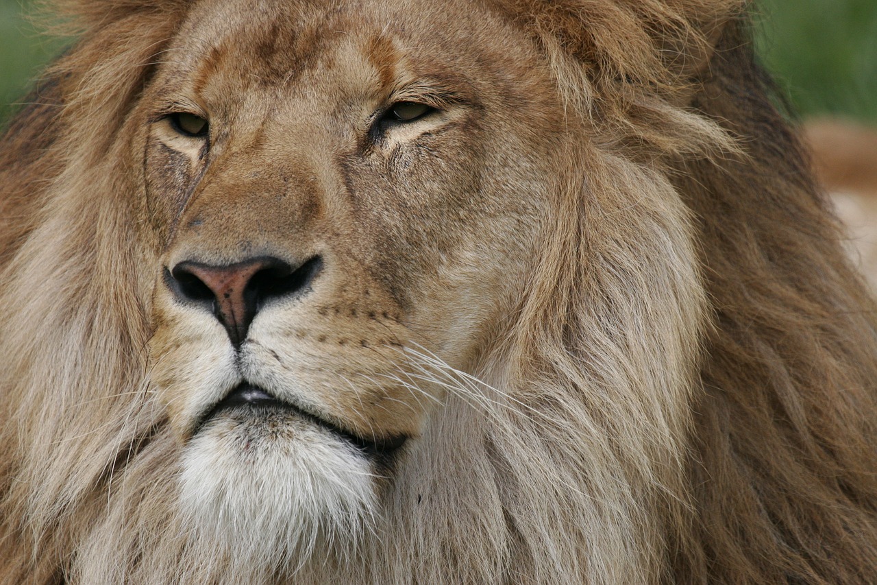 lion  face  regal free photo