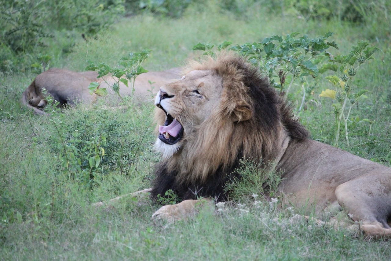 lion  yawn  wildlife free photo