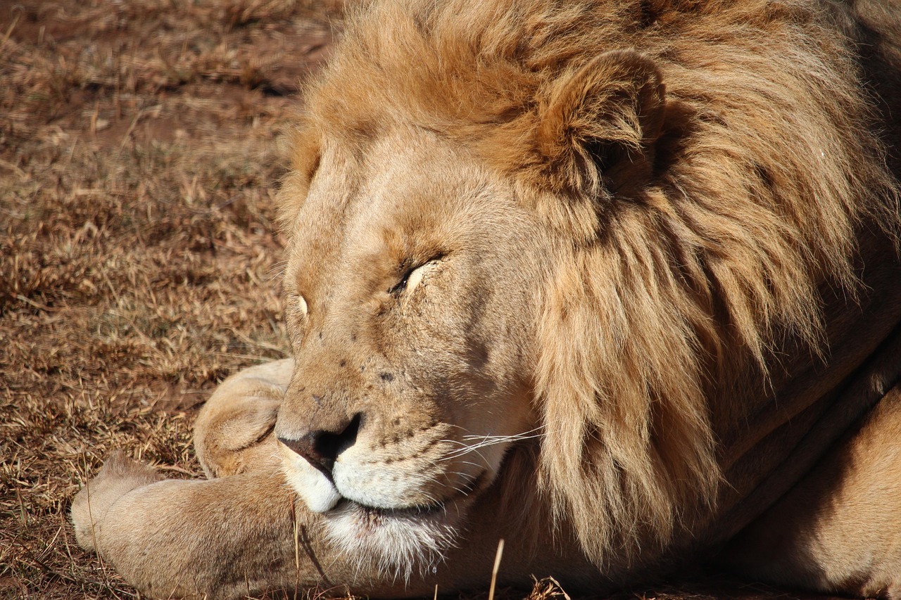 lion  sleeping  wildlife free photo