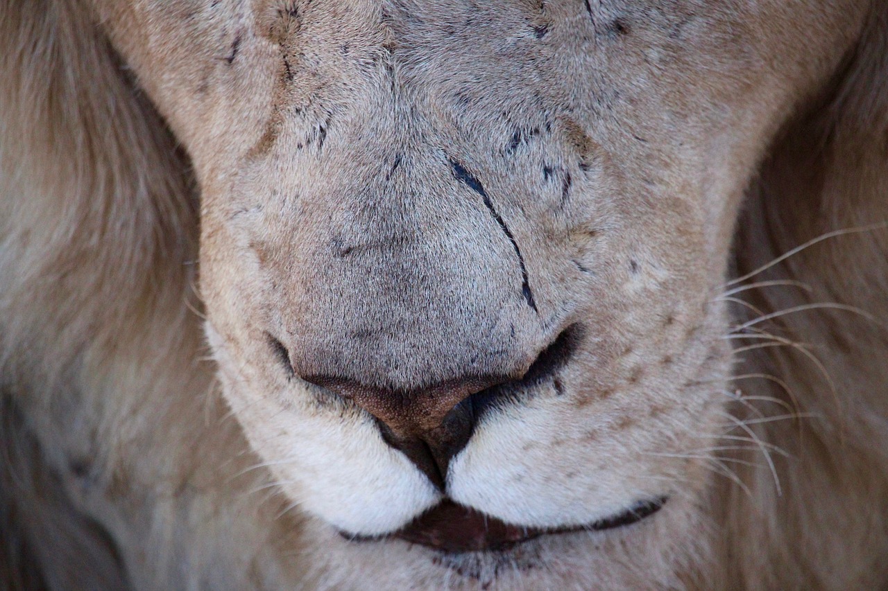lion  scar  animal free photo