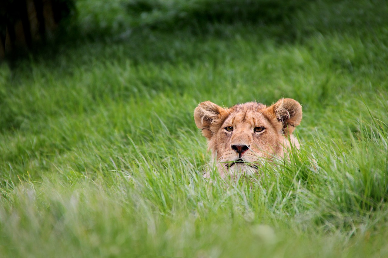 lion  grass  wildlife free photo