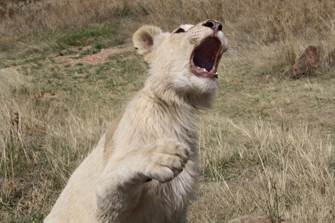 lion  south africa  nature free photo