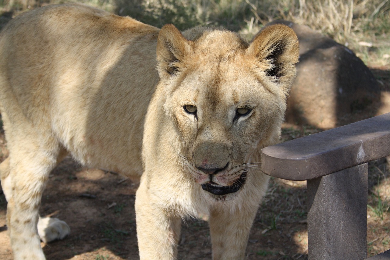 lion  predator  animal world free photo