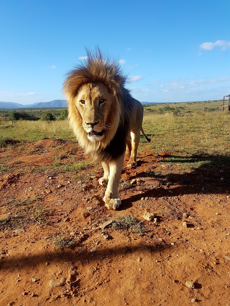 lion  south africa  mane free photo