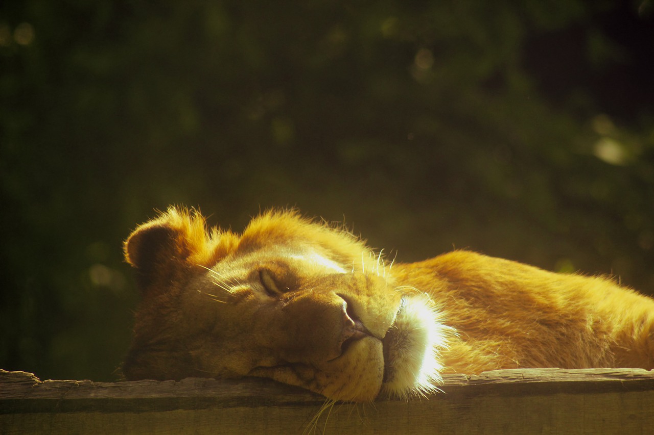 lion  sleeping  lying free photo