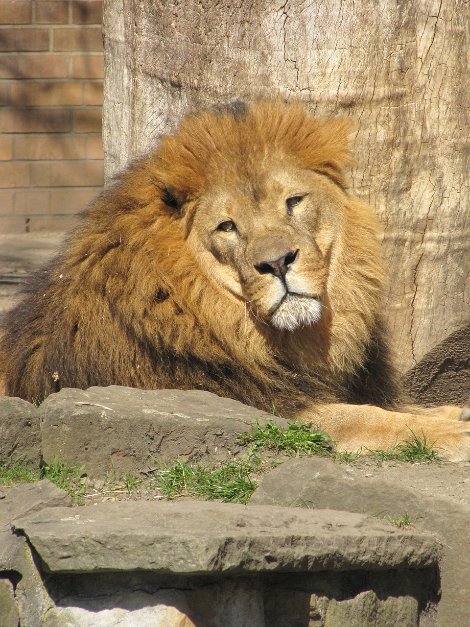 lion  mane  male free photo