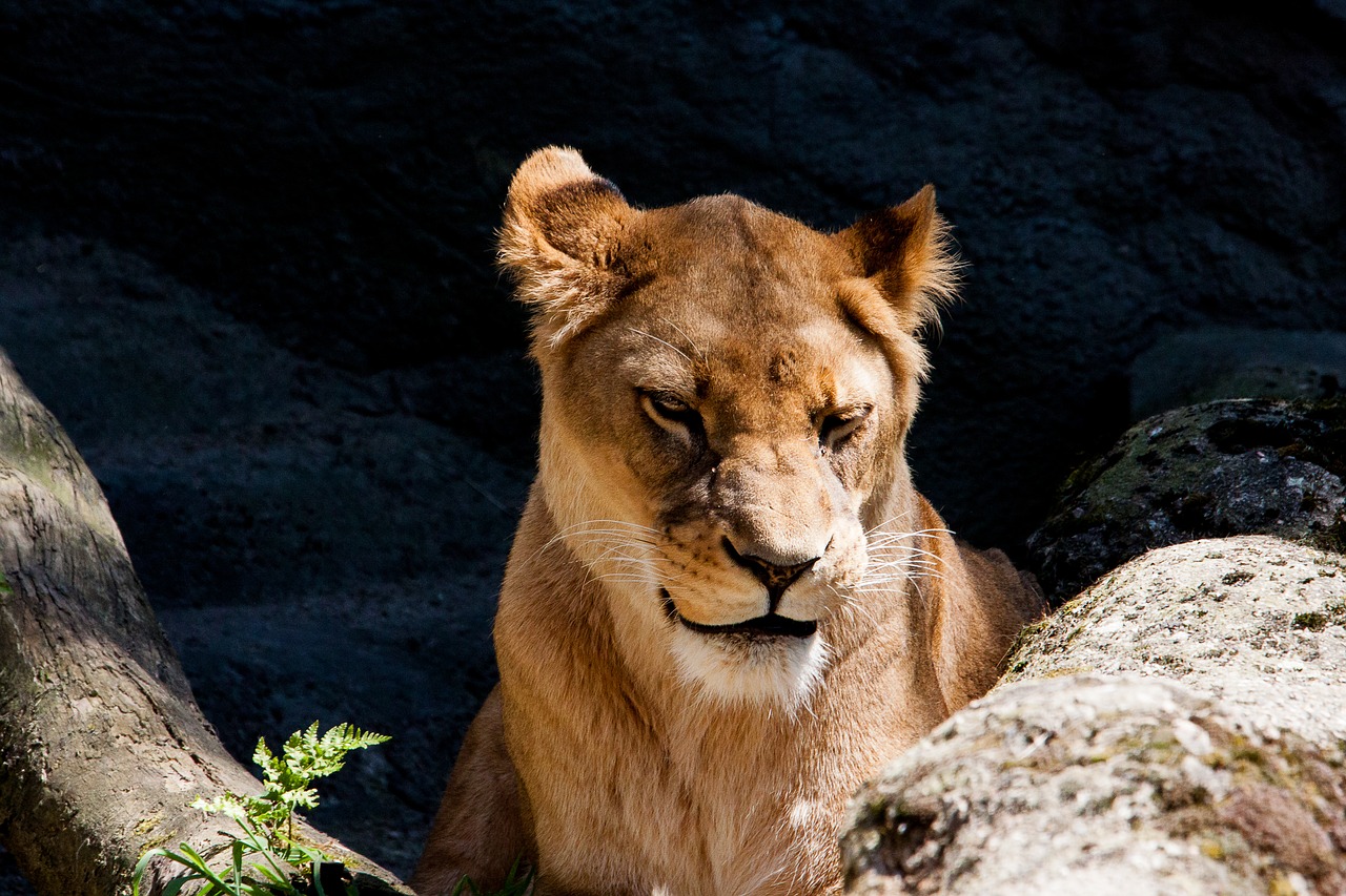 lion  lioness  female free photo