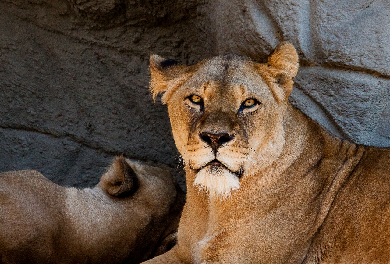 lion  lioness  female free photo