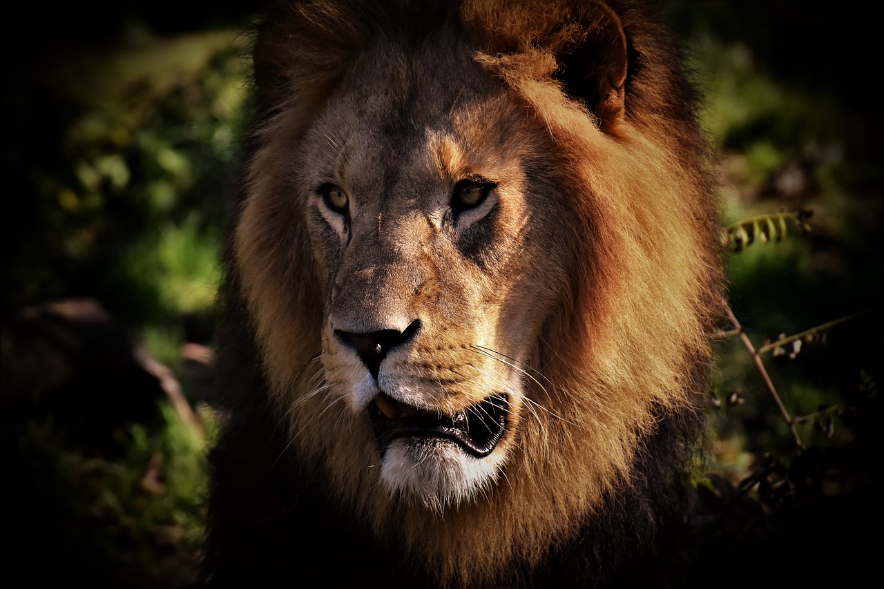 lion  predator  dangerous free photo