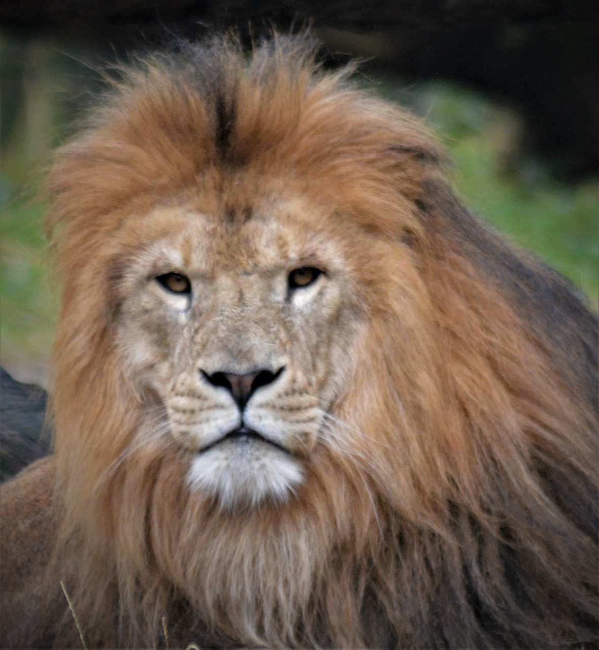 lion  lion head  predator free photo