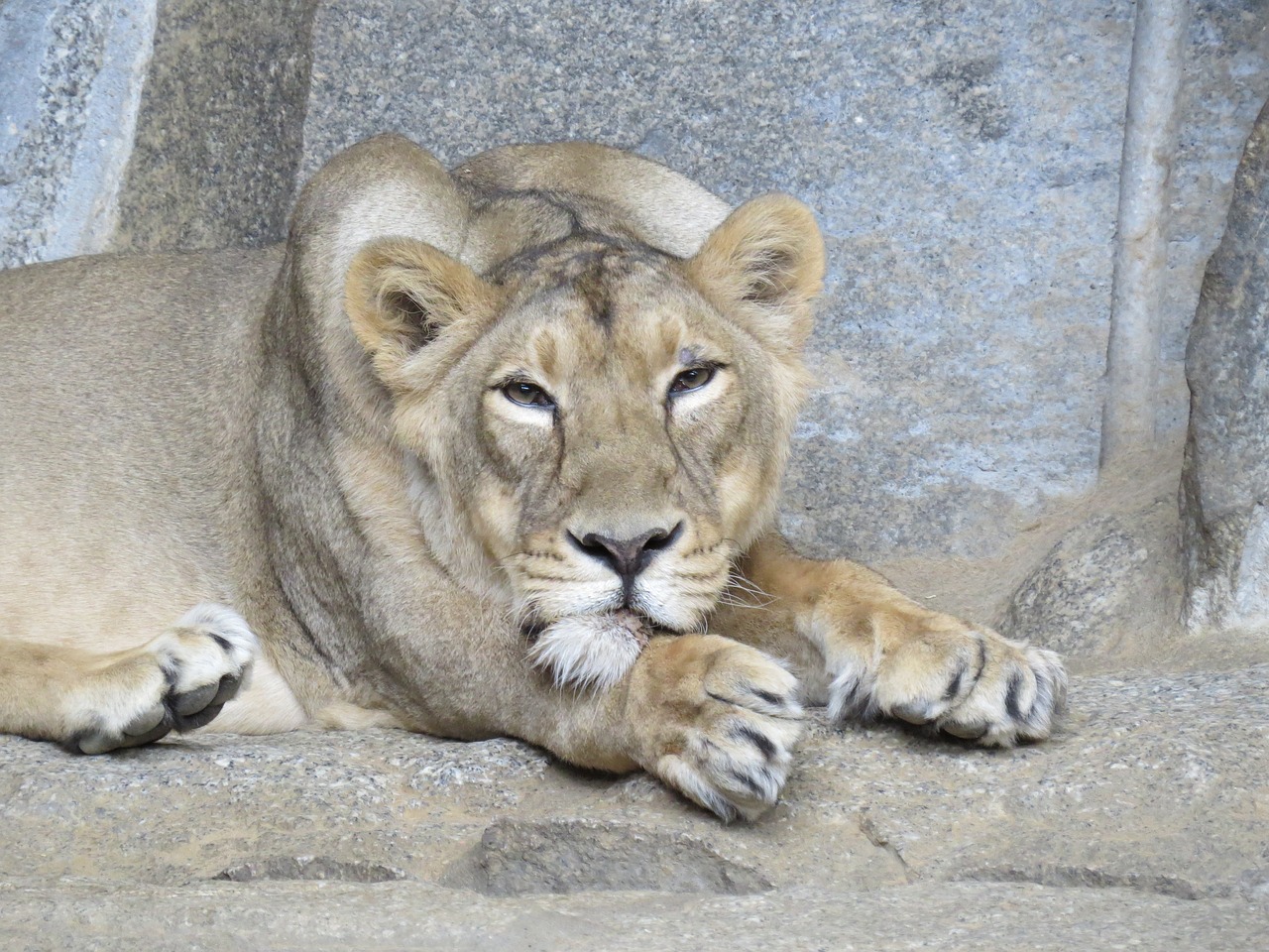 lion  lioness  animal world free photo