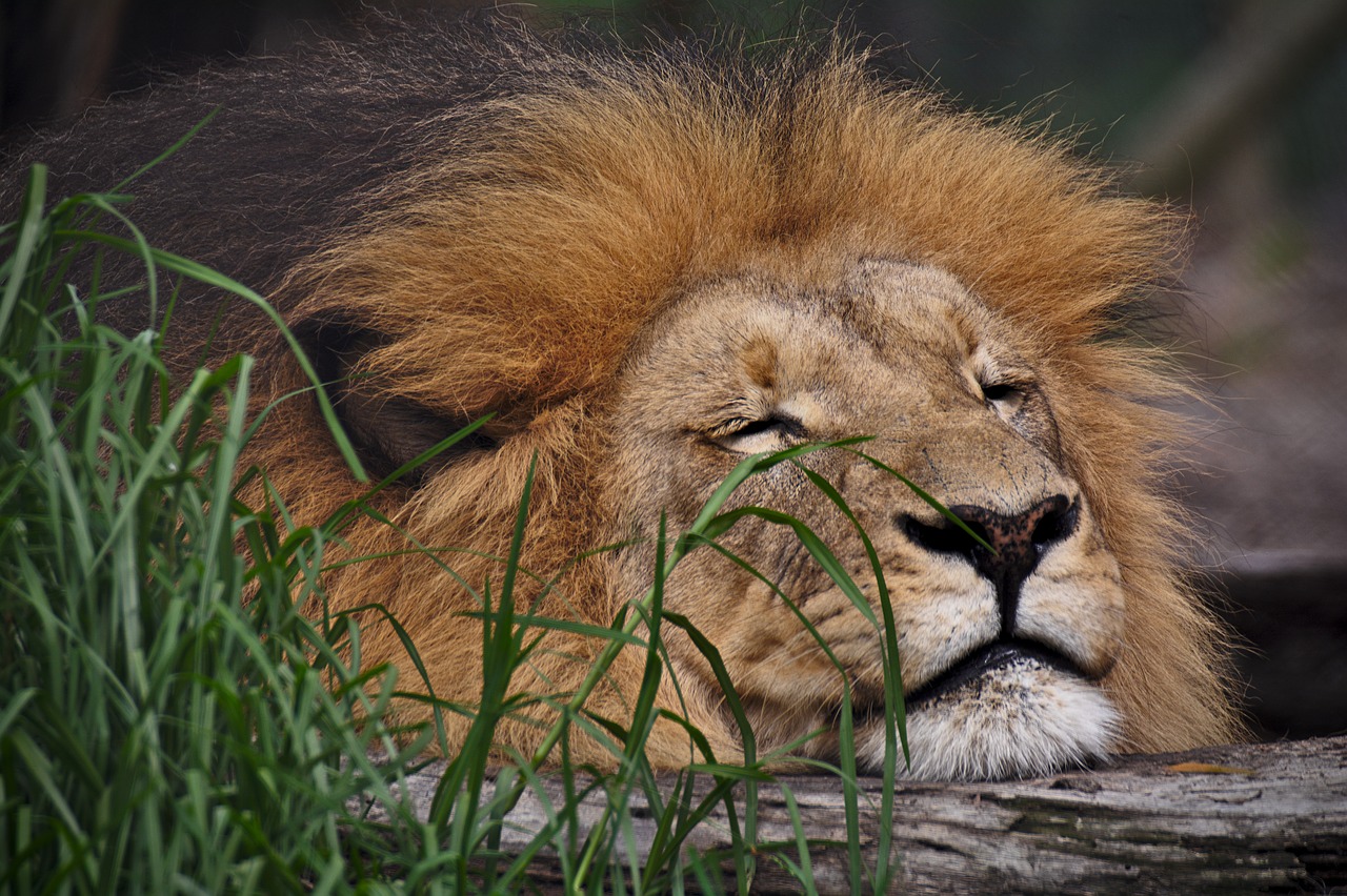 lion  sleeping  predator free photo