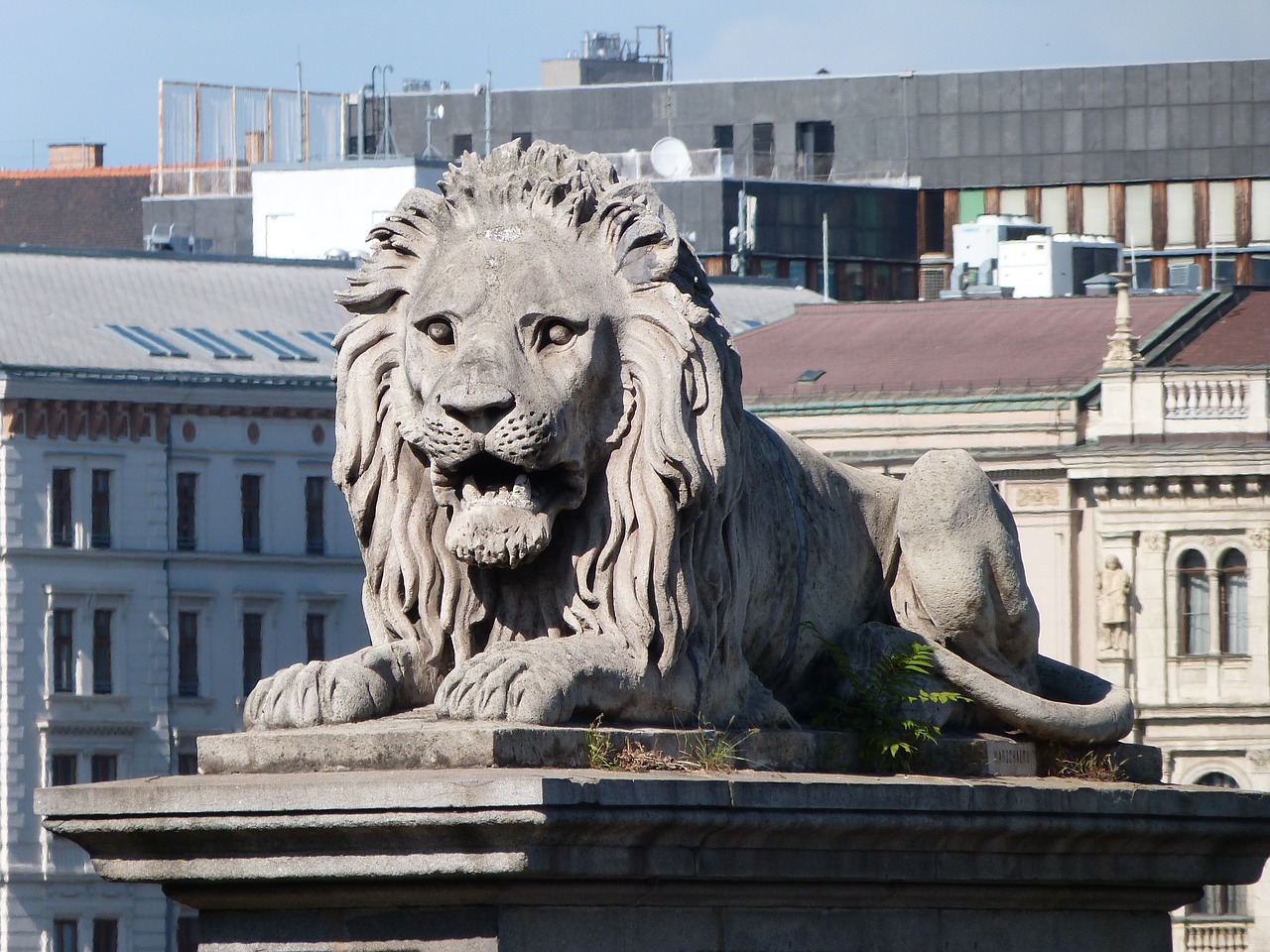 lion  budapest  chain bridge free photo