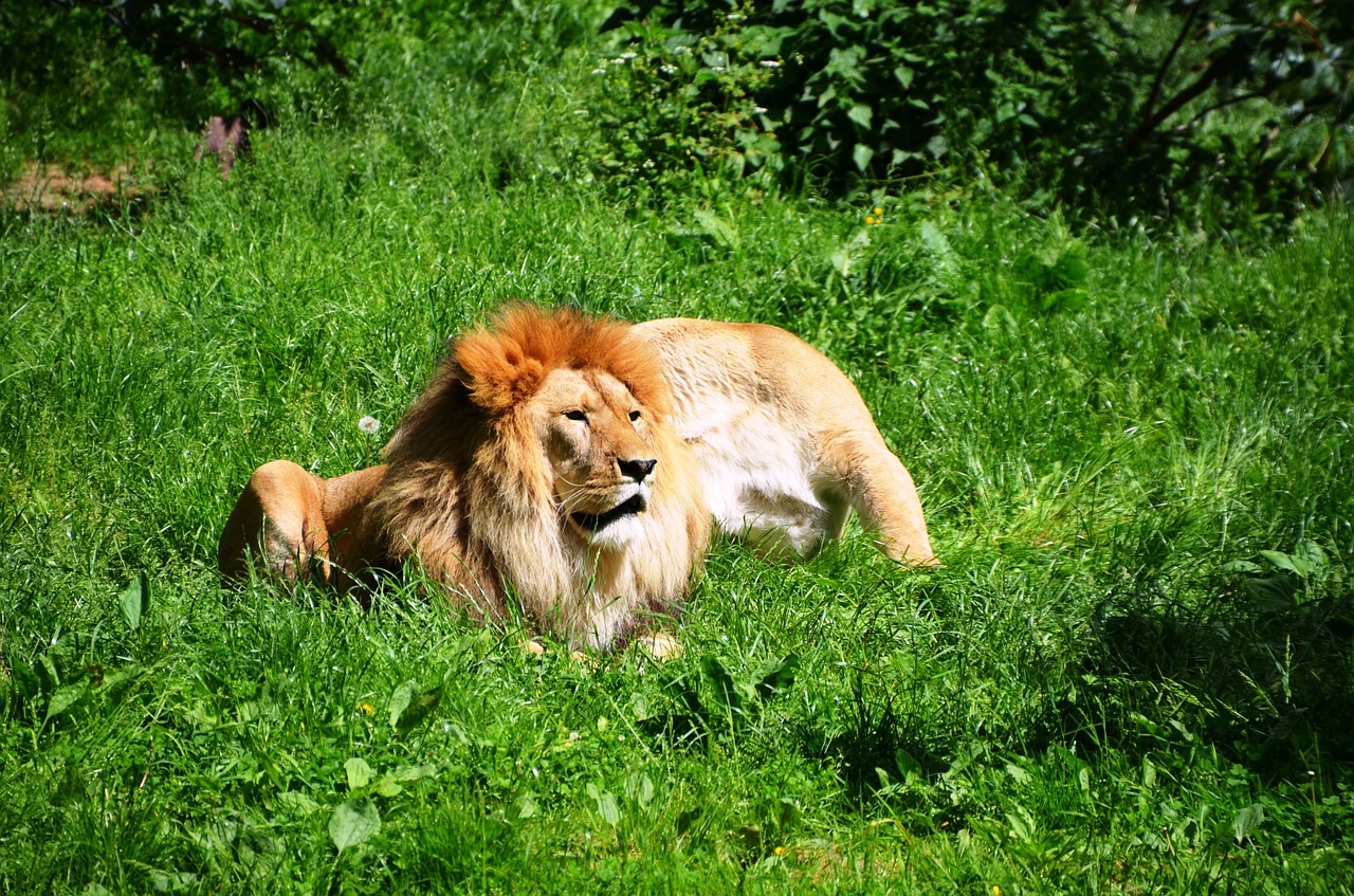 Lion,wild animals,animal,pair,free pictures - free image from needpix.com