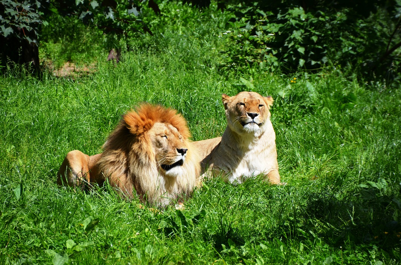 lion wild animals animal free photo