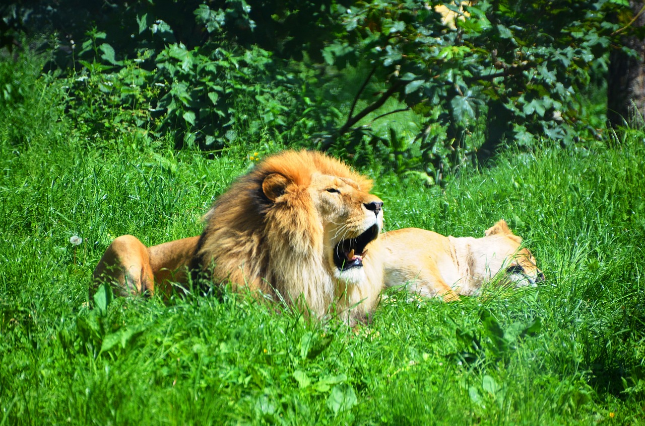 lion wild animals animal free photo