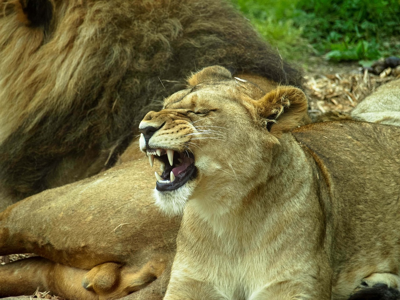 lion  teeth  animal free photo