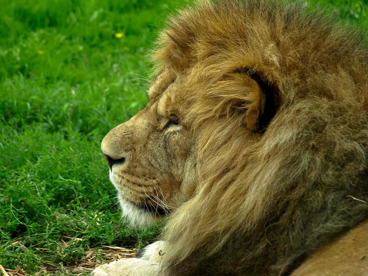 lion  main  predator free photo