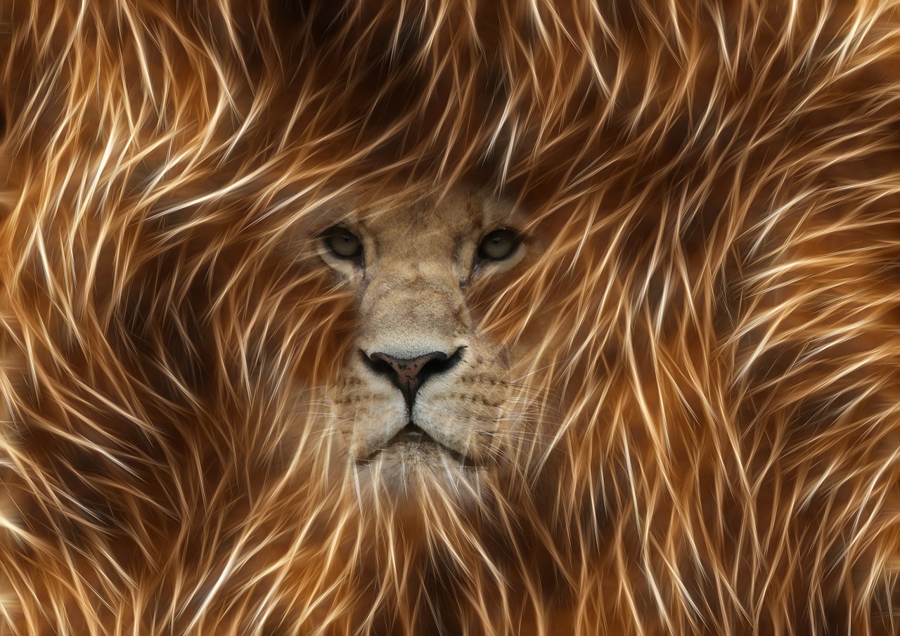 lion image editing graphic free photo