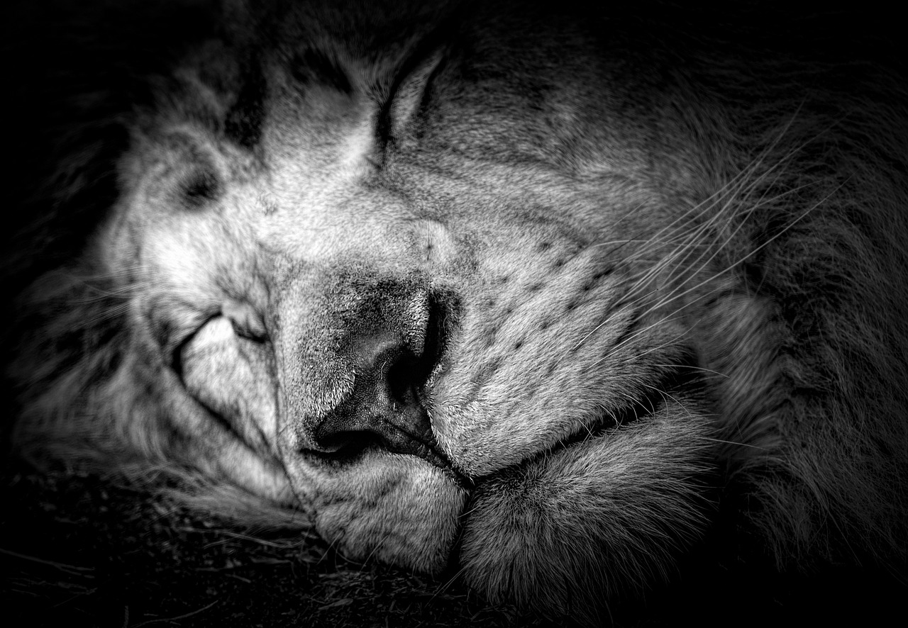 lion  carnivore  asleep free photo