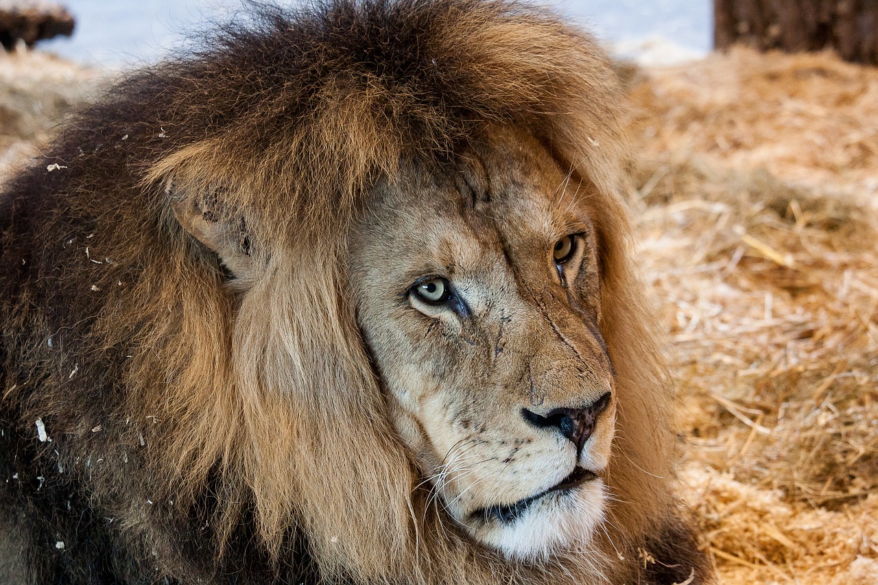 lion  predator  big cat free photo