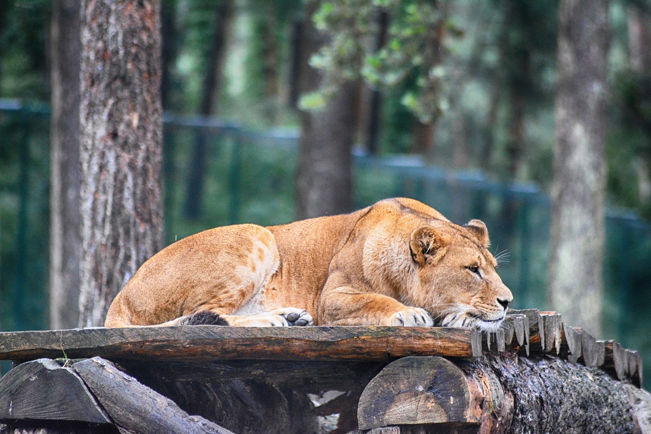 lion  lioness  predator free photo
