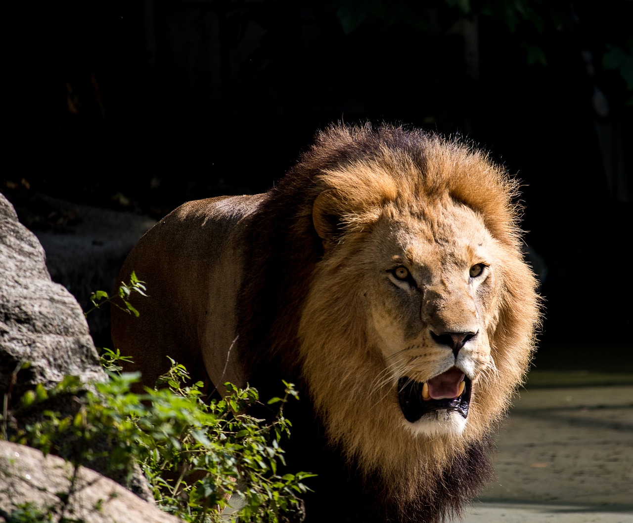 lion  predator  male free photo