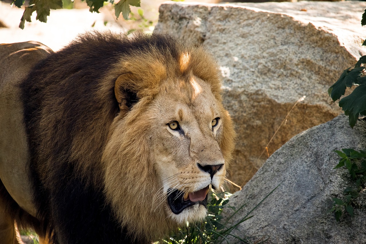 lion  predator  male free photo