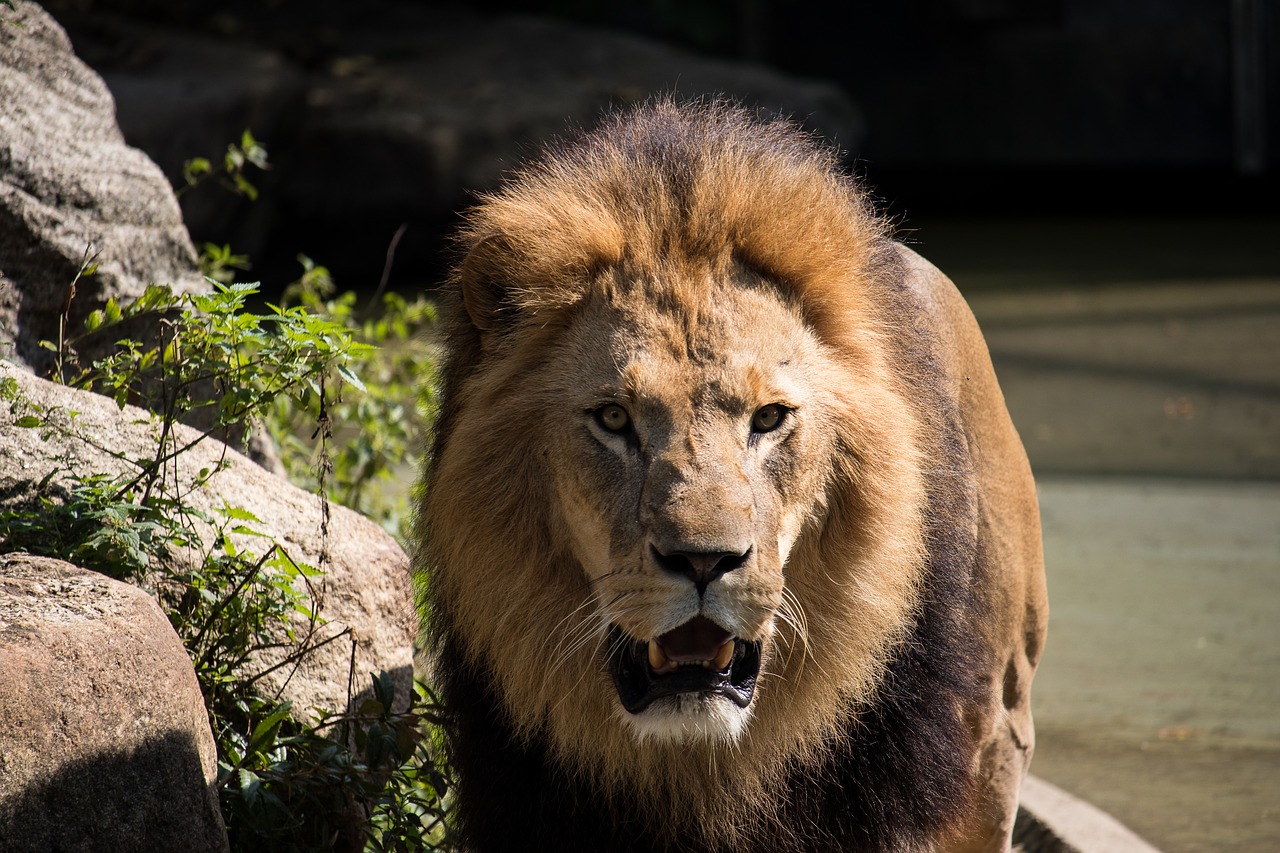 lion  predator  male free photo