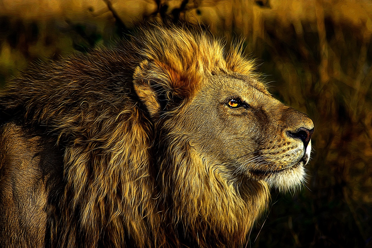 lion  wild  animal free photo