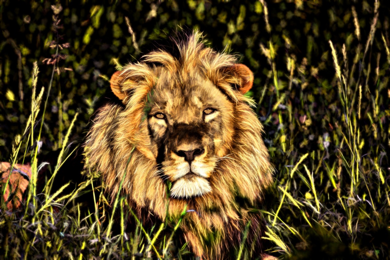 lion  africa  namibia free photo